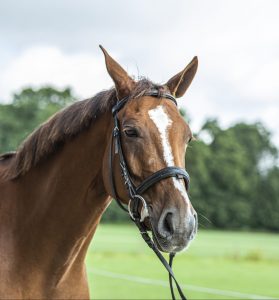 slider_Onze paarden_Nadine_Mange_Meinders