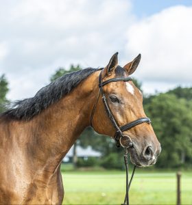 slider_Onze paarden_Beaumont_Mange_Meinders